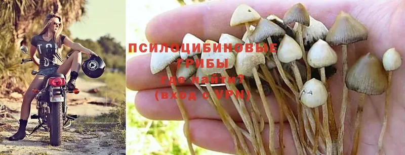 Псилоцибиновые грибы Cubensis  как найти   Великие Луки 